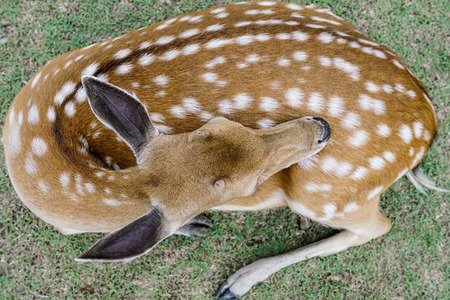Close up image of deer sitting on grass yard in a parkの写真素材