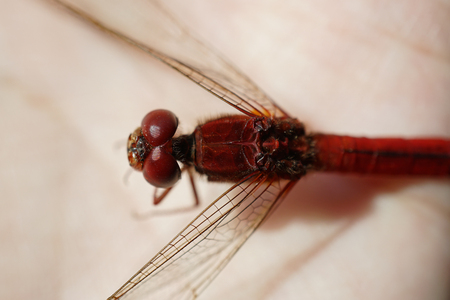 beautiful red colored male dragonfly sitting on human handの写真素材
