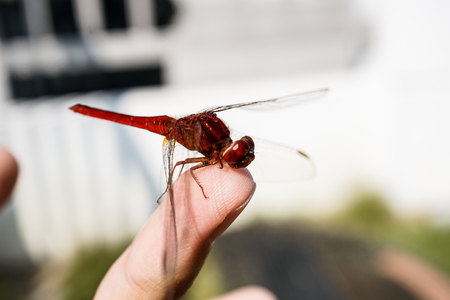 beautiful red colored dragonfly sitting on human fingerの写真素材