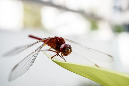 Red Dragonfly on grass on meadow macro photographyの写真素材