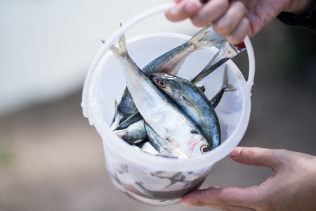 Closeup shot of bucket filled with small fresh mackerelの写真素材