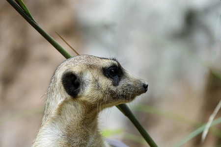 The Meir Cats is standing and looking at somethingの写真素材