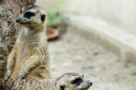 The Meir Cats is standing and looking at somethingの写真素材