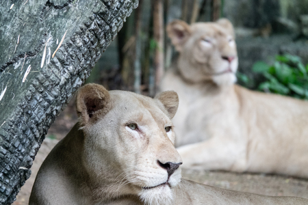 relaxed female African lion in the zooの写真素材