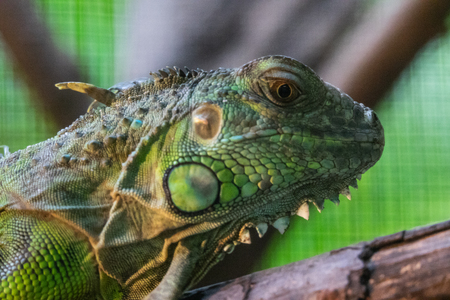 Head Shot Closeup Green chameleonの写真素材