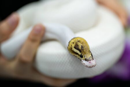 beautiful portrait of white snake in hand