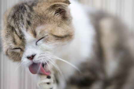 Portrait photo of Scottish fold cat licking foot for cleaning body