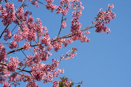 Beautiful Pink cherry blossom flowers (Thai Sakura) blooming in winter season