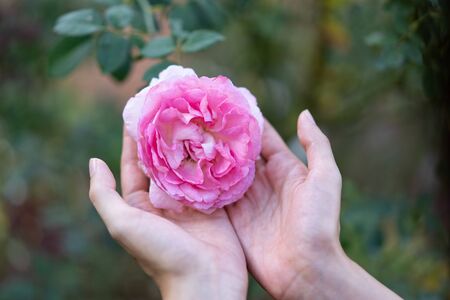 Beautiful pink rose on women hand.の写真素材