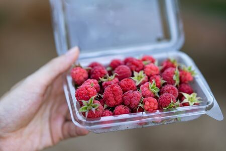 Transparent plastic box with raspberries in woman hands.の写真素材