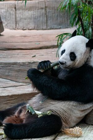 Giant Panda eats bamboo in the park.の写真素材