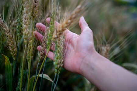 Ripe wheat in the farmer hands on the wheat fields. Farmer hands touching wheat field, harvest.の写真素材