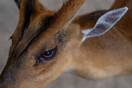 close-up head-shot of a cute female deer.の写真素材