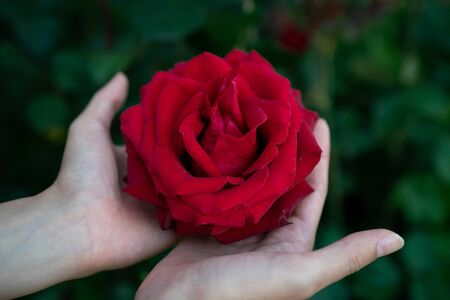 Women hand touching red rose in garden.の写真素材