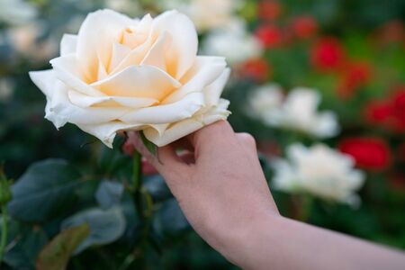 Women hand holding yellow rose in garden.の写真素材