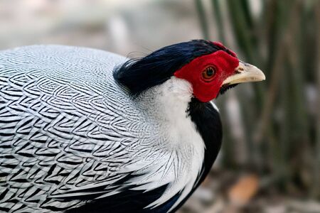 Closeup of beautiful pheasant.