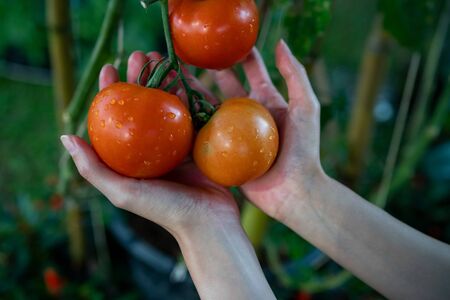 Farmers hands with fresh harvested tomatoes.の写真素材