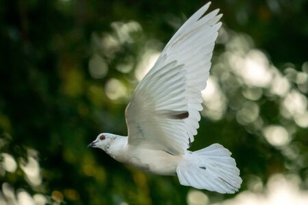 White pigeon bird flying in the sky.の写真素材