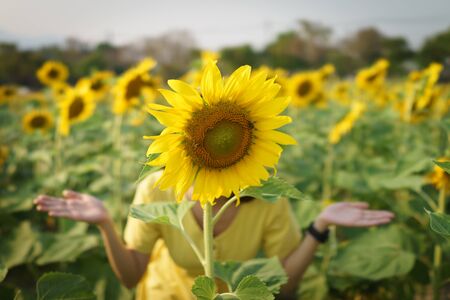 Portrait of a woman with a sunflower on sunflower field.の写真素材