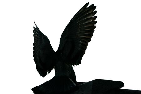 Silhouette flying pigeon bird in the sky. isolatedの写真素材