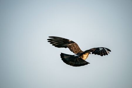Silhouette flying pigeon bird in the sky.の写真素材