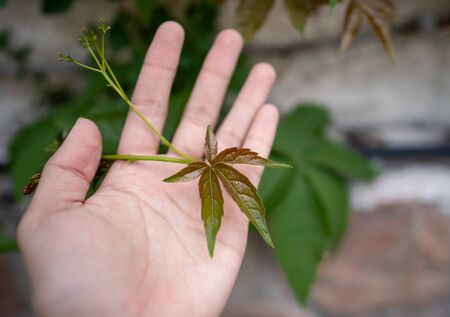 Green plant , Five-leaf on hand.の写真素材