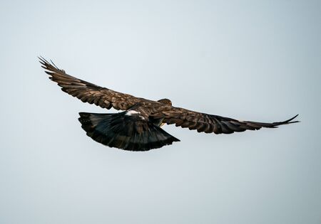 Silhouette flying pigeon bird in the sky.の写真素材