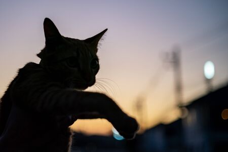 Silhouette front view photo of cat.の写真素材