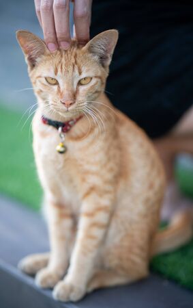Woman hand  scratching an  orange cat.の写真素材