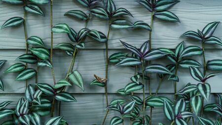 Plant  leat with white and green grown on white wall background.の写真素材