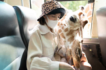 Woman wearing mask with giraffe, it waiting for food from bus window in zoo.の写真素材