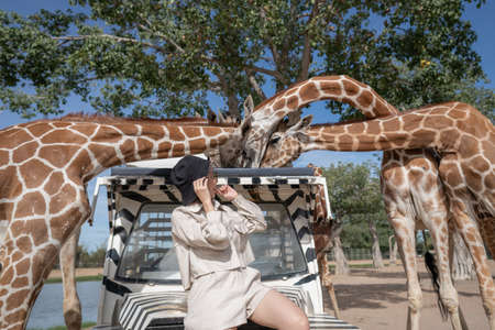 Woman taking a bus tour, feeding and playing with giraffe on safari open park zoo.の写真素材