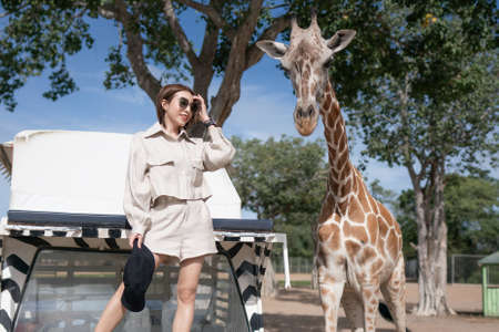 Woman taking a bus tour, feeding and playing with giraffe on safari open park zoo.の写真素材