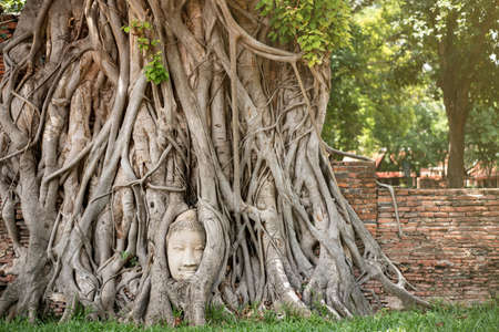 Ancient Buddha head with the roots  tree at Mahathat temple, Ayutthaya, Thailand.の写真素材