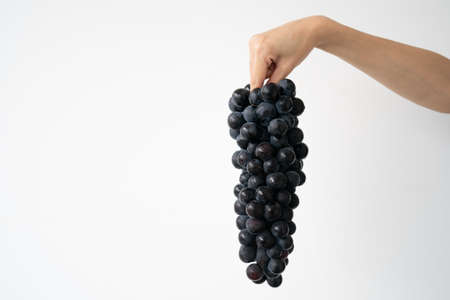 Fresh bunch of purple black grapes on hand over white background. Kyoho Grape.の写真素材