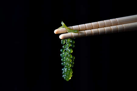 Chopsticks with Umi caviar seaweed or green caviar  or sea grapes seaweed over black background,...
