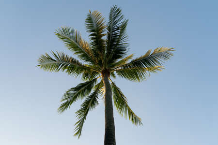 Coconuts palm tree on a sky  background.の写真素材