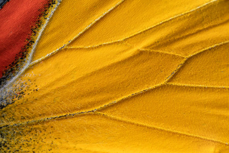 Macro close up of red and yellow butterfly wings in texture background pattern.の写真素材