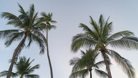 Tropical coconut palm trees againt blue sky and sunlight.の写真素材