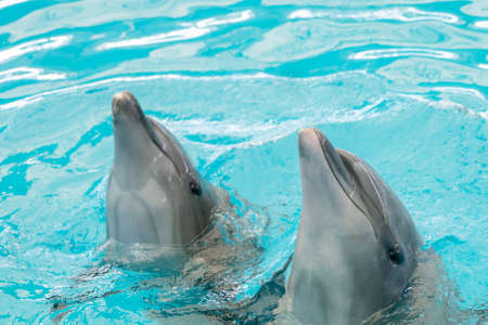 Happy smiling dolphin playing in blue water in aquarium.の写真素材