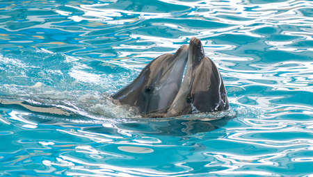 Couple Happy smiling dolphin playing in blue water in aquarium.の写真素材
