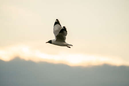 Seagull flying in the cloudy sky.の写真素材