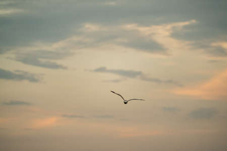 Seagull flying in the cloudy sky.
