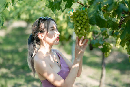 Woman harvesting grapes outdoors in vineyard.の写真素材