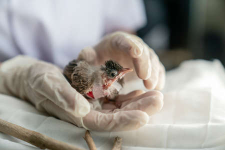 Close up of veterinarians hands in surgical gloves holding small bird, after attacked and injured by a cat.の写真素材