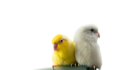 Pair of tiny parrot parakeet white and yellow Forpus bird.