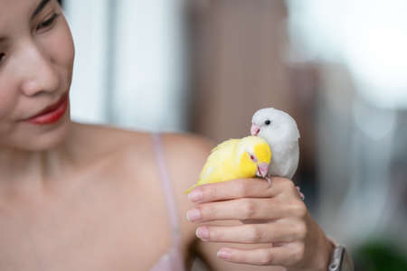 Woman with tiny yellow and white parrot Forpus bird.