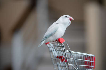 Tiny white parrot parakeet Forpus bird on little shopping cart.の写真素材