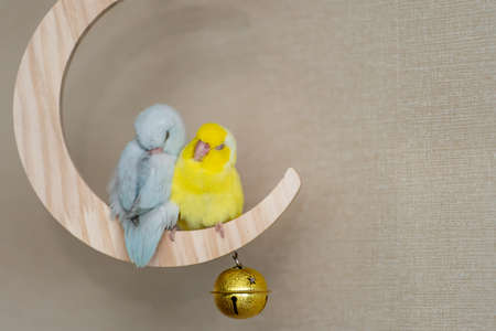 Couple Forpus, little tiny parrots bird perched on a mini crescent moon wooden swing.