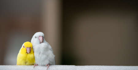 Pair of tiny parrot parakeet white and yellow Forpus bird.の写真素材